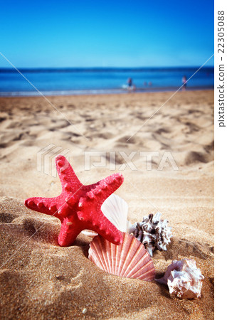 starfish ans seashells on sea shore 22305088