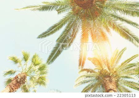 palm tree and sunshine 22305113
