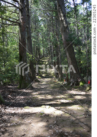 迷你88林地道路 迷你88林地道路 22305245