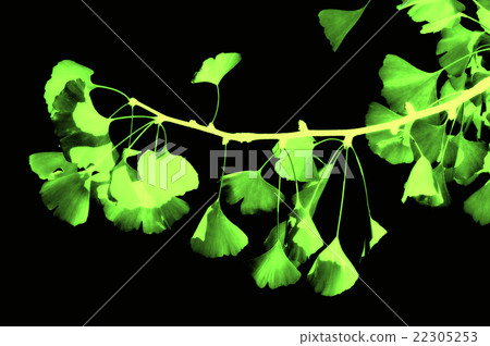 Ginkgo - maidenhair tree Ginkgo - maidenhair tree 22305253