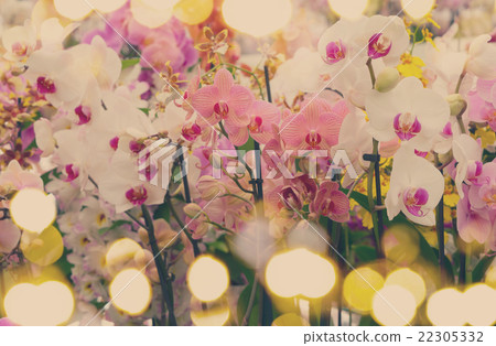 Bunch of orchids Bunch of orchids 22305332