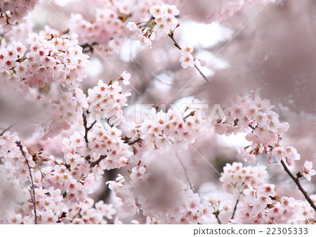 Cherry Blossoms Cherry Blossoms 22305333