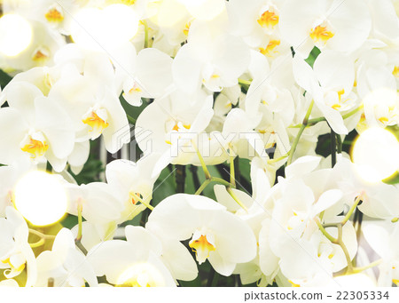 Bunch of white orchids Bunch of white orchids 22305334