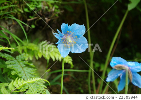 喜馬拉雅藍罌粟 罌粟花 花朵 22305944