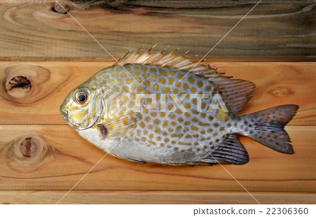 Fresh Siganus guttatus fish from market Fresh Siganus guttatus fish from market 22306360
