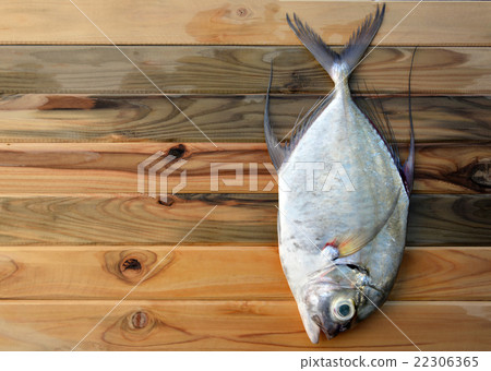 fresh Threadfin jack fish from fishery market 22306365