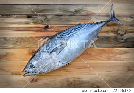 fresh eastern little tuna fresh eastern little tuna 22306370