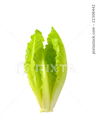 romaine lettuce heart romaine lettuce heart 22306442