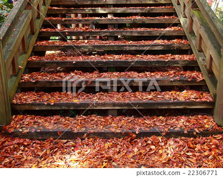 Stairs where carpets of fallen leaves were spread 22306771