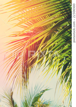 Stock Photo: Leaves Palm Trees Sun Light. for Holiday Travel