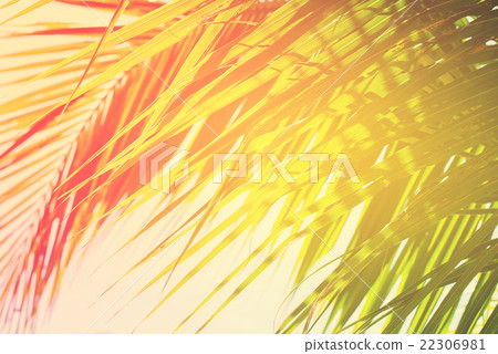 Leaves of Palm Trees in Sun Light Background 22306981