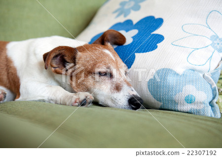 狗躺著面朝上 22307192