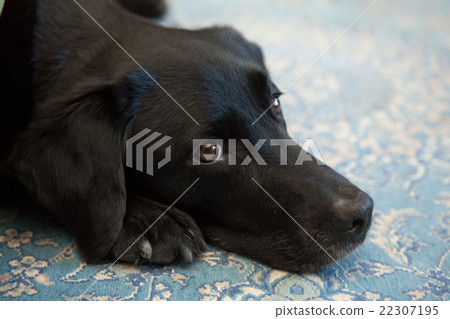 A black love that started to get a little gray 22307195