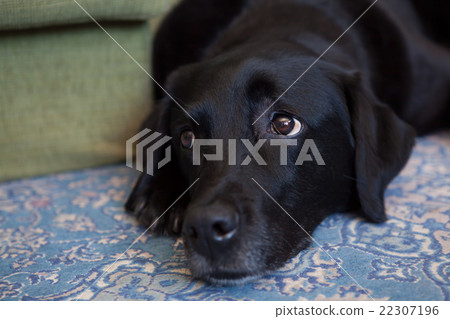 Large dog's appealing face Large dog's appealing face 22307196