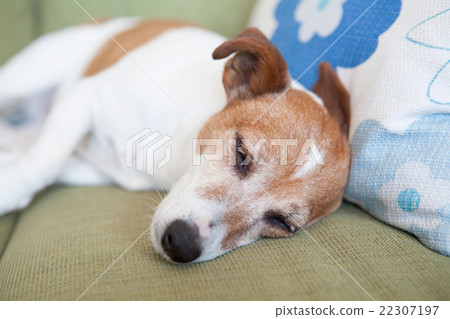 A small dog nap 22307197