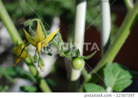 迷你迷你番茄花 22307397