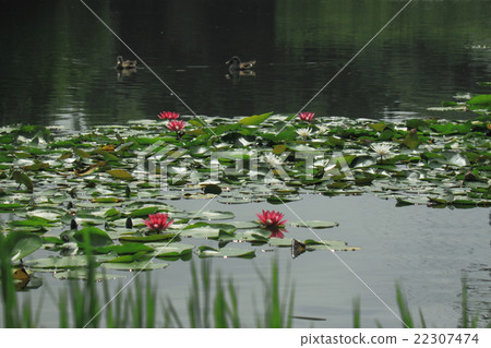 荷花盛開的公園 荷花盛開的公園 22307474