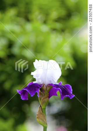 Iris flowering 22307488