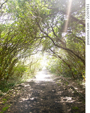 Mihara mountain walkway / Izu Oshima 22307651