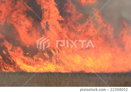 Watarase Setoikei的野外燒傷 22308052