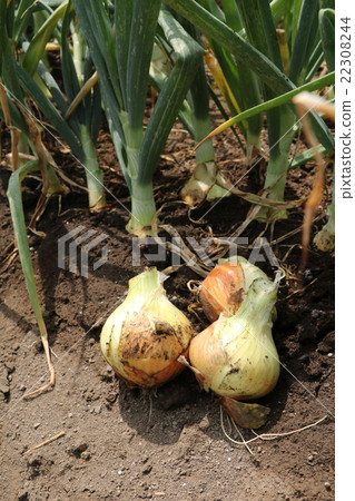 Harvesting onions Harvesting onions 22308244
