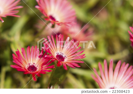 Living stone daisy 22308423