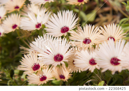 Living stone daisy Living stone daisy 22308425