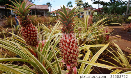 pineapple pineapple 22308732