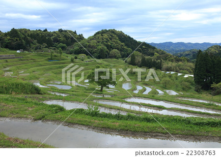 Oyama Senjita 22308763