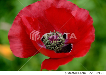 Crimson Flower of Hinagishi / Hinagiri 22308939