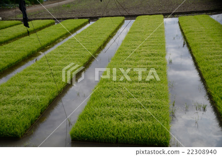 Seedling that keeps rice planting seedlings Seedling that keeps rice planting seedlings 22308940