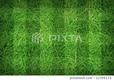 Football grass 22309114