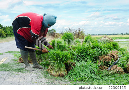 farmer working with green rice on the road 22309115