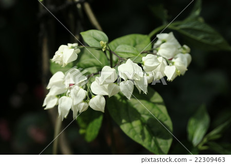 Genpeikazura Genpeikazura 22309463