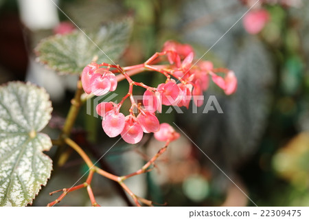 Begonia 22309475
