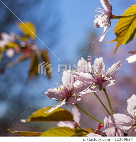 Close up image of pink cherry tree flowers Close up image of pink cherry tree flowers 22309684