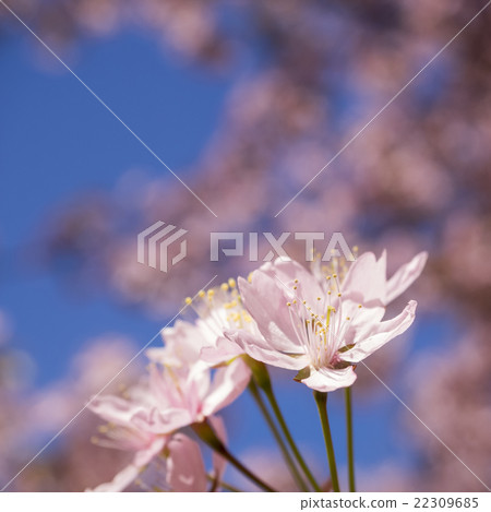 Close up image of pink cherry tree flowers Close up image of pink cherry tree flowers 22309685