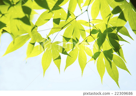 新鮮的新綠色eco圖像 新鮮的新綠色eco圖像 22309686