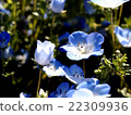 Nemophila花和芽 22309936