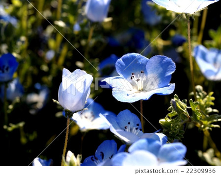 Nemophila花和芽 Nemophila花和芽 22309936