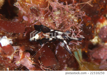 Kuro Heli American Fly 22310250