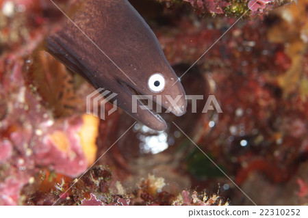 Sabiutsubo Sabiutsubo 22310252