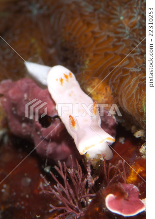 白兔子Uenium 22310253