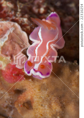 Shiro Tusuki 22310254