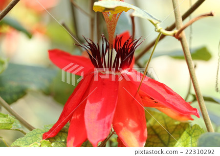 紅花鰹魚 22310292