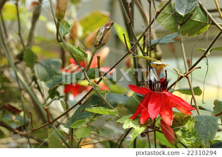 紅花鰹魚 22310294