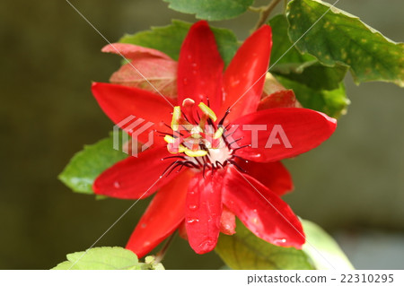 紅花鰹魚 22310295