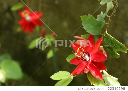 Safflower bonito Safflower bonito 22310296