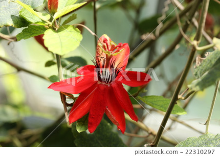 紅花鰹魚 22310297