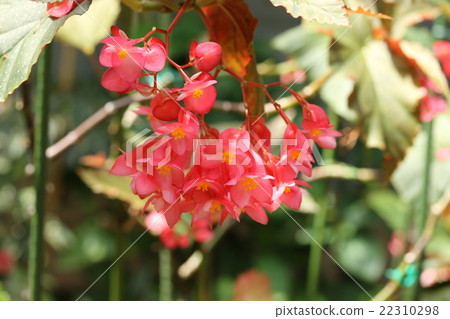 秋海棠 22310298